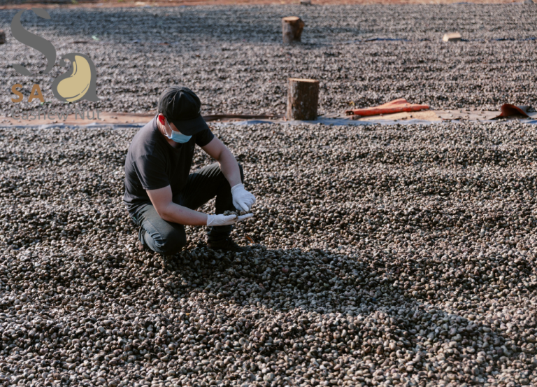 Cạnh tranh quốc tế trong thị trường xuất khẩu hạt điều