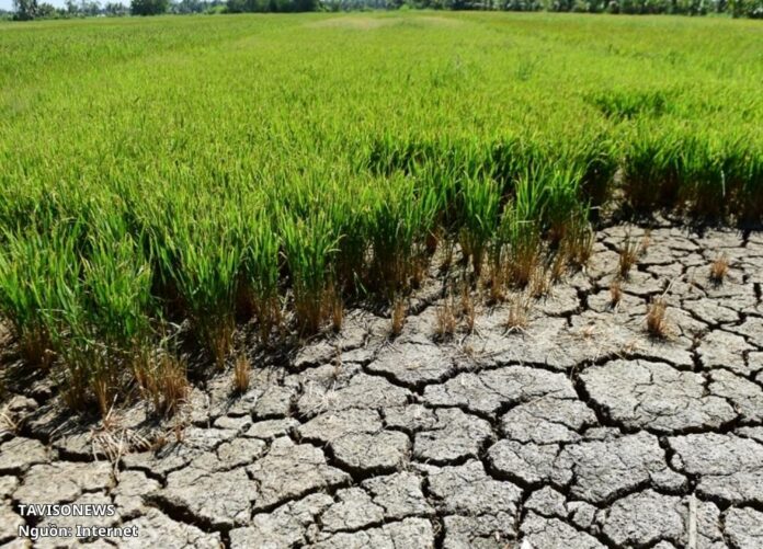 Xâm nhập mặn ĐBSCL 2026 Nguy cơ gia tăng do El Niño mạnh, người dân cần chủ động ứng phó Xâm nhập mặn ĐBSCL 2026 Nguy cơ gia tăng do El Niño mạnh, người dân cần chủ động ứng phó